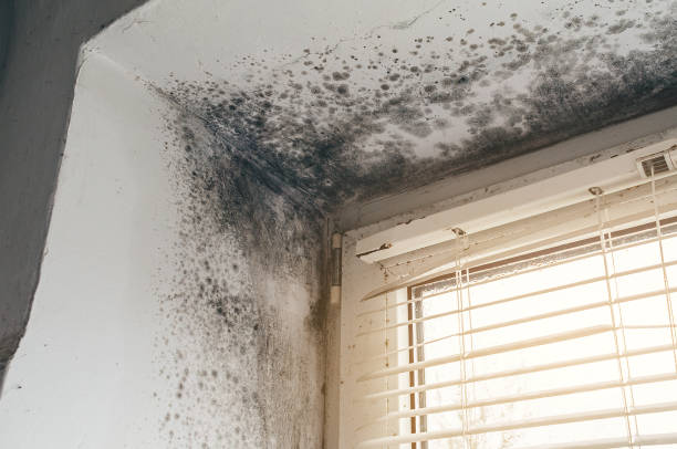 Affordable Commercial Mold Remediation solutions in Bentonville, VA